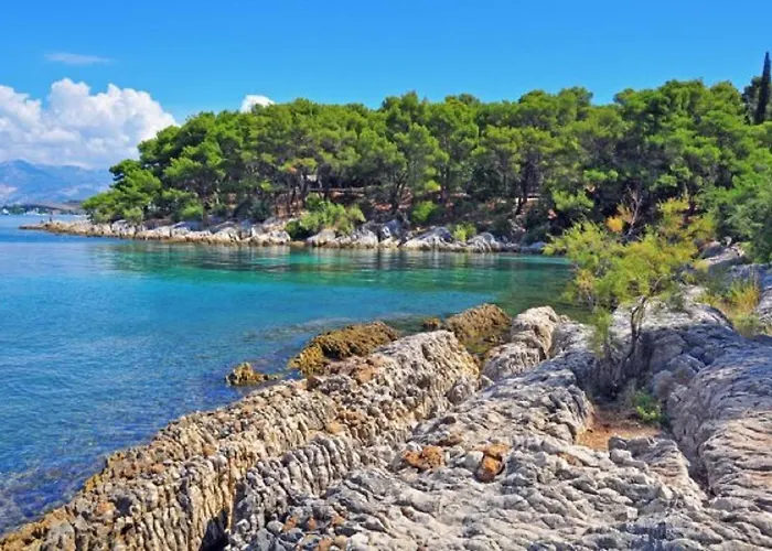 Olive Tree 스플리트