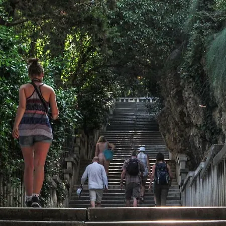 Olive Tree * سبليت