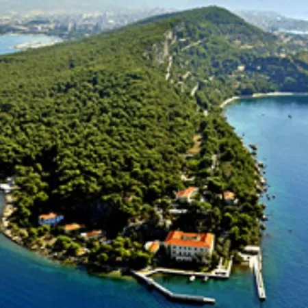 Olive Tree سبليت